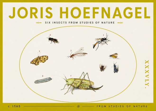 Joris Hoefnagel Six Insects from Studies of Nature C. 1565 No4 - Poster