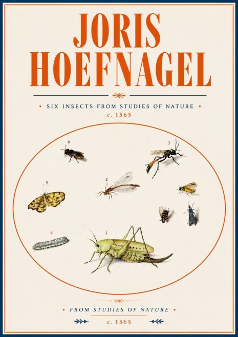 Joris Hoefnagel Six Insects from Studies of Nature C. 1565 No6 - Poster