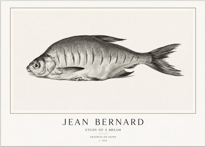 Jean Bernard Study of a Bream No1 - Poster