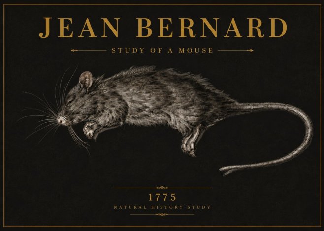 Jean Bernard Study of a Mouse II No6 - Poster
