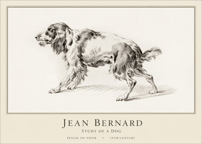 Jean Bernard Study of a Dog V No1 - Poster