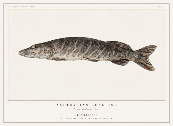 Jean Bernard Australian Lungfish No1 - Poster