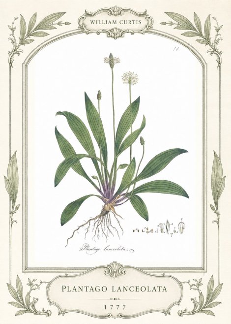 William Curtis Plantago Lanceolata II No4 - Poster