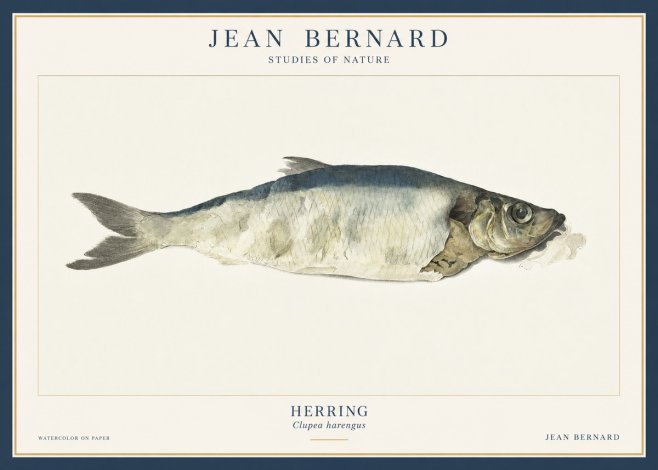 Jean Bernard Herring No3 - Poster
