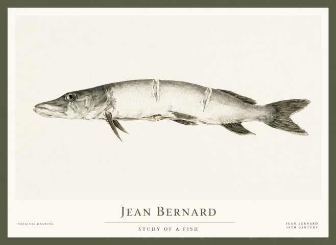 Jean Bernard Study of a Fish II No1 - Poster
