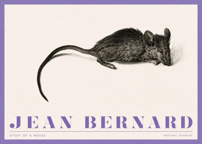 Jean Bernard Study of a Mouse I No4 - Poster