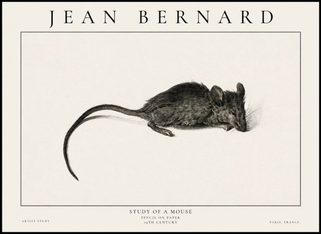 Jean Bernard Study of a Mouse I No6 - Poster