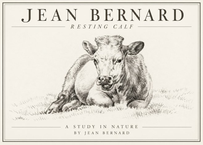 Jean Bernard Resting Calf I No1 - Poster