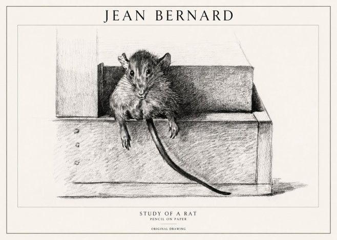 Jean Bernard Study of a Rat I No1 - Poster