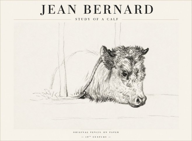 Jean Bernard Study of a Calf I No1 - Poster