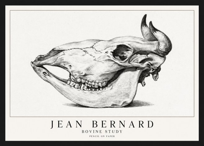 Jean Bernard Bovine Skull Study No2 - Poster