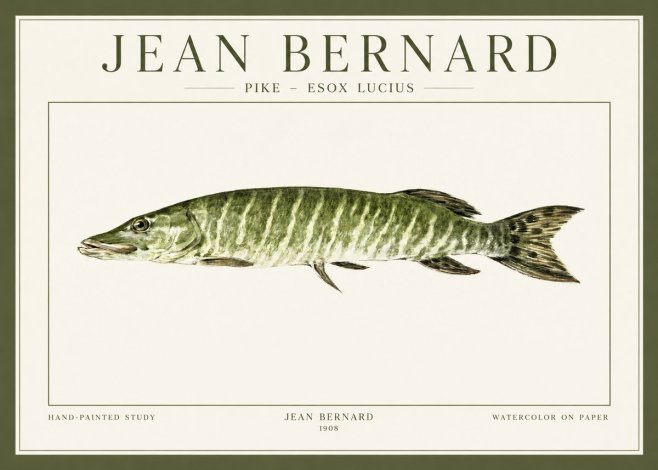 Jean Bernard Northern Pike No2 - Poster