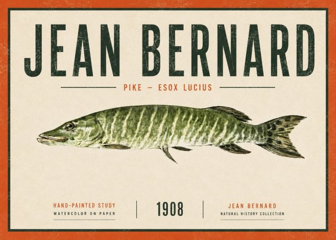 Jean Bernard Northern Pike No6 - Poster