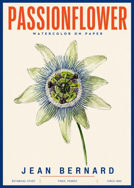 Jean Bernard Passionflower No4 - Poster