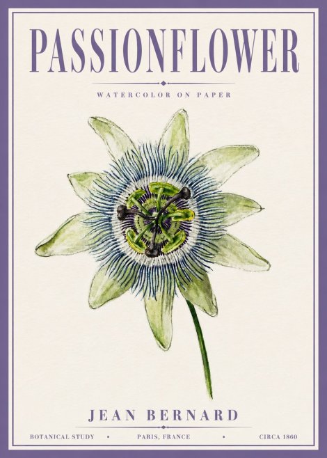 Jean Bernard Passionflower No6 - Poster