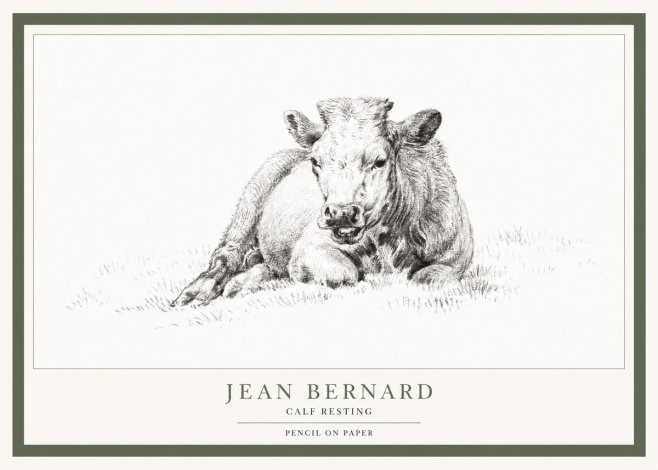 Jean Bernard Calf Resting No1 - Poster