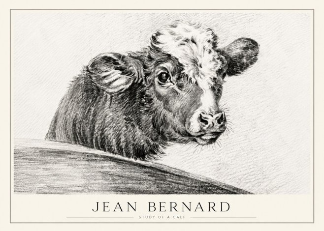 Jean Bernard Study of a Calf II No1 - Poster