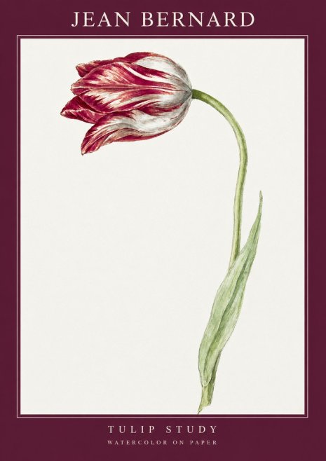 Jean Bernard Tulip Study No2 - Poster