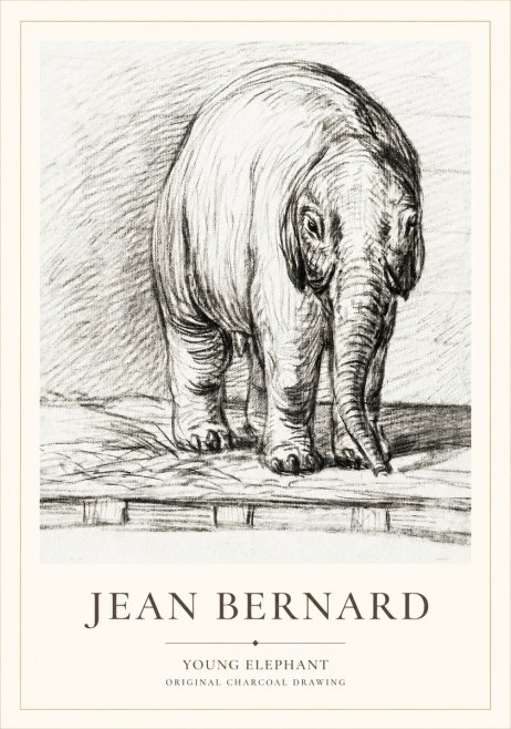 Jean Bernard Young Elephant No1 - Poster
