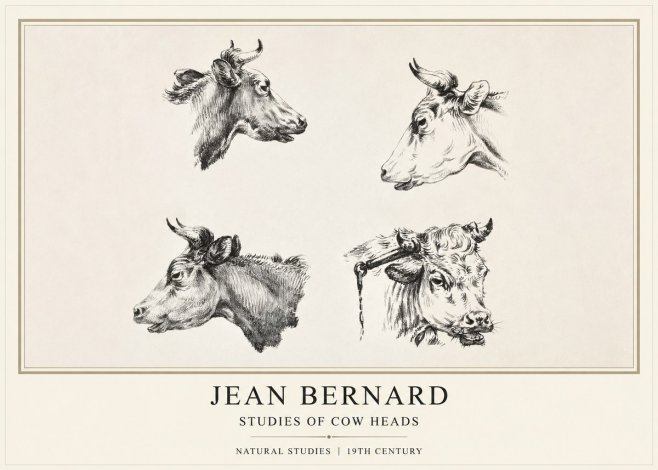 Jean Bernard Studies of Cattle - Four Heads No2 - Poster