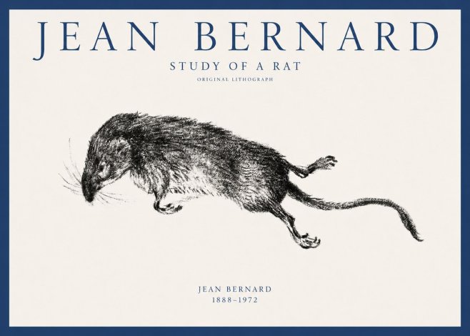 Jean Bernard Study of a Rat II No1 - Poster