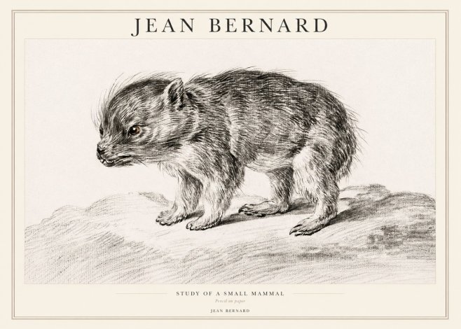 Jean Bernard Study of a Small Mammal No1 - Poster