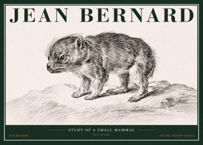 Jean Bernard Study of a Small Mammal No2 - Poster