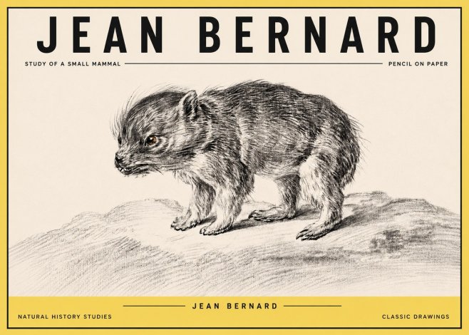 Jean Bernard Study of a Small Mammal No4 - Poster