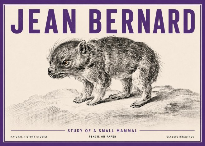 Jean Bernard Study of a Small Mammal No5 - Poster