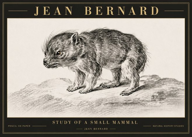 Jean Bernard Study of a Small Mammal No6 - Poster