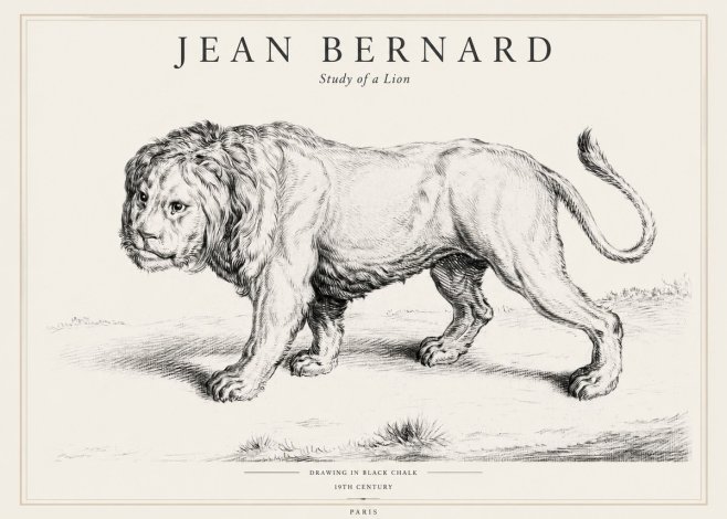 Jean Bernard Study of a Lion II No1 - Poster