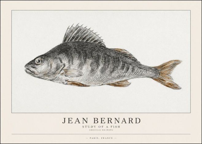 Jean Bernard Study of a Fish IV No1 - Poster