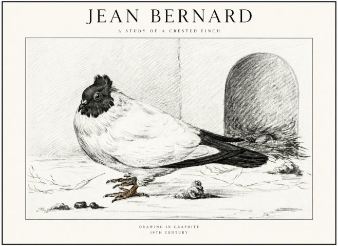 Jean Bernard A Study of a Crested Finch No1 - Poster