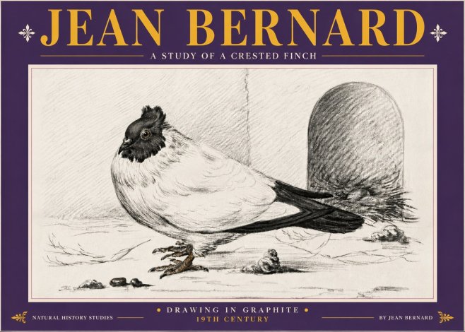 Jean Bernard A Study of a Crested Finch No5 - Poster
