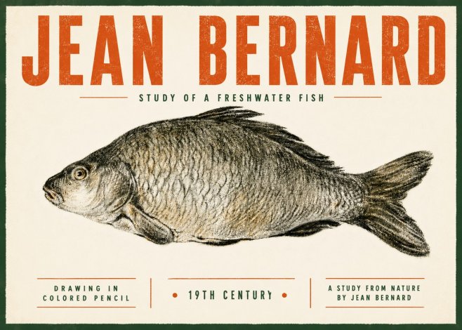 Jean Bernard Study of a Freshwater Fish No5 - Poster