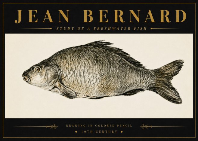 Jean Bernard Study of a Freshwater Fish No6 - Poster