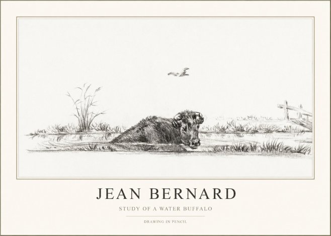 Jean Bernard Study of a Water Buffalo No1 - Poster
