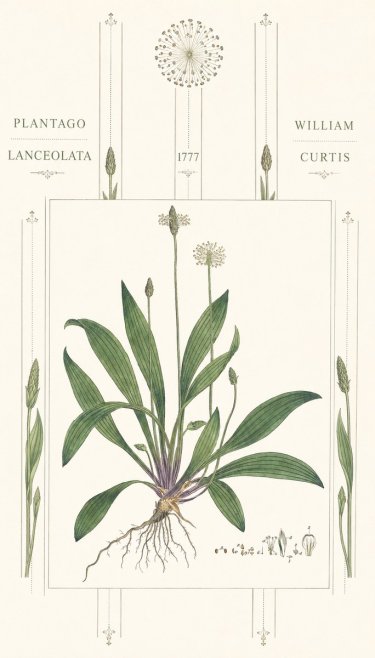 William Curtis Plantago Lanceolata III No6 - Poster
