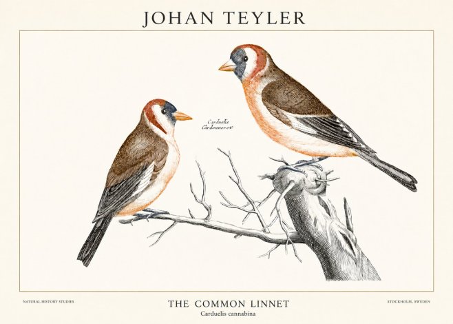 Johan Teyler The Common Linnet No1 - Poster
