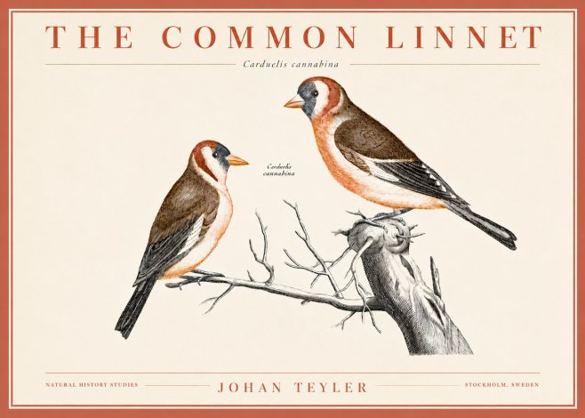 Johan Teyler The Common Linnet No3 - Poster