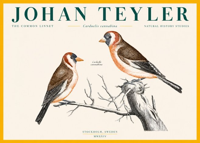 Johan Teyler The Common Linnet No4 - Poster