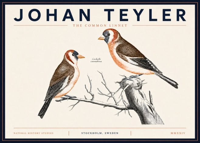 Johan Teyler The Common Linnet No5 - Poster