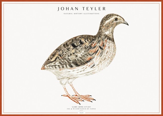 Johan Teyler Game Bird Study No1 - Poster