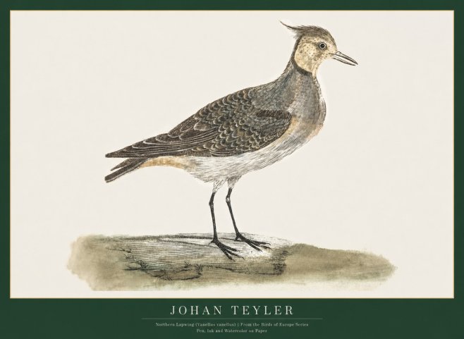 Johan Teyler Northern Lapwing (Vanellus Vanellus) No1 - Poster
