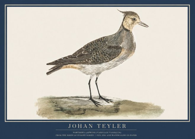 Johan Teyler Northern Lapwing (Vanellus Vanellus) No2 - Poster
