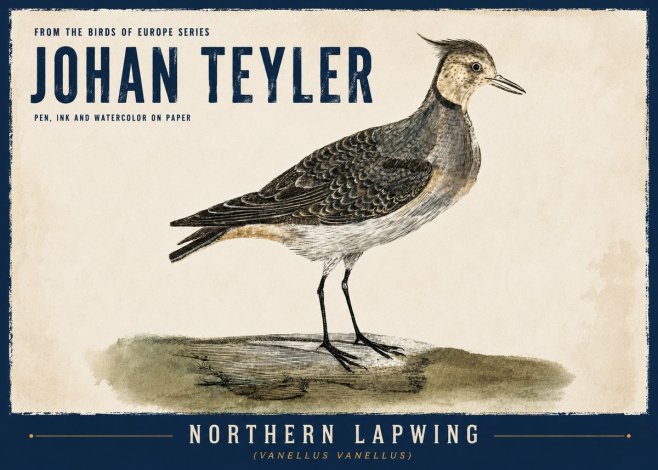 Johan Teyler Northern Lapwing (Vanellus Vanellus) No6 - Poster