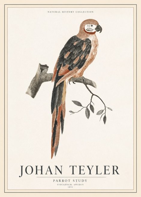 Johan Teyler Parrot Study I No1 - Poster