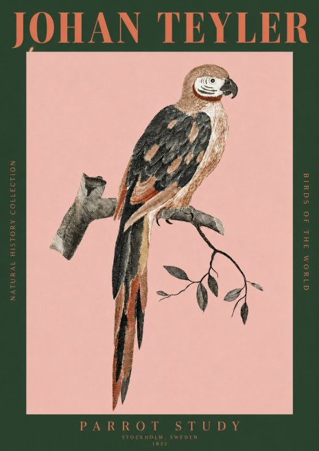Johan Teyler Parrot Study I No2 - Poster