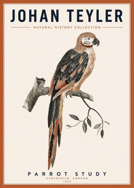 Johan Teyler Parrot Study I No3 - Poster