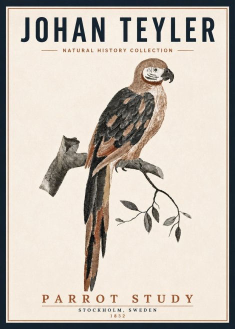 Johan Teyler Parrot Study I No5 - Poster